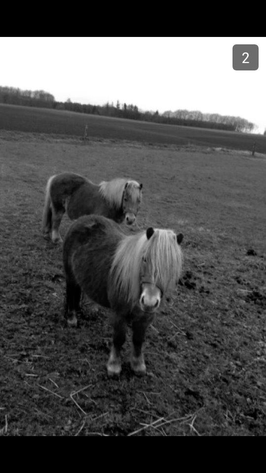 Anden særlig race Annabell (Himmel hest) billede 6