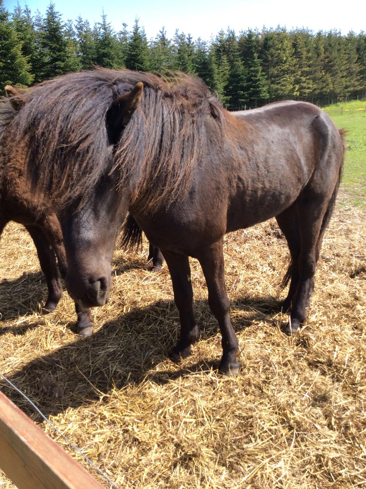 Islænder Tristan fra Anegaarden - Tristan sommer 2015  billede 20