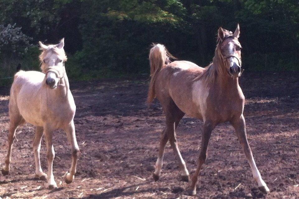 Arabisk fuldblod (OX) Jbs virginia ox billede 15