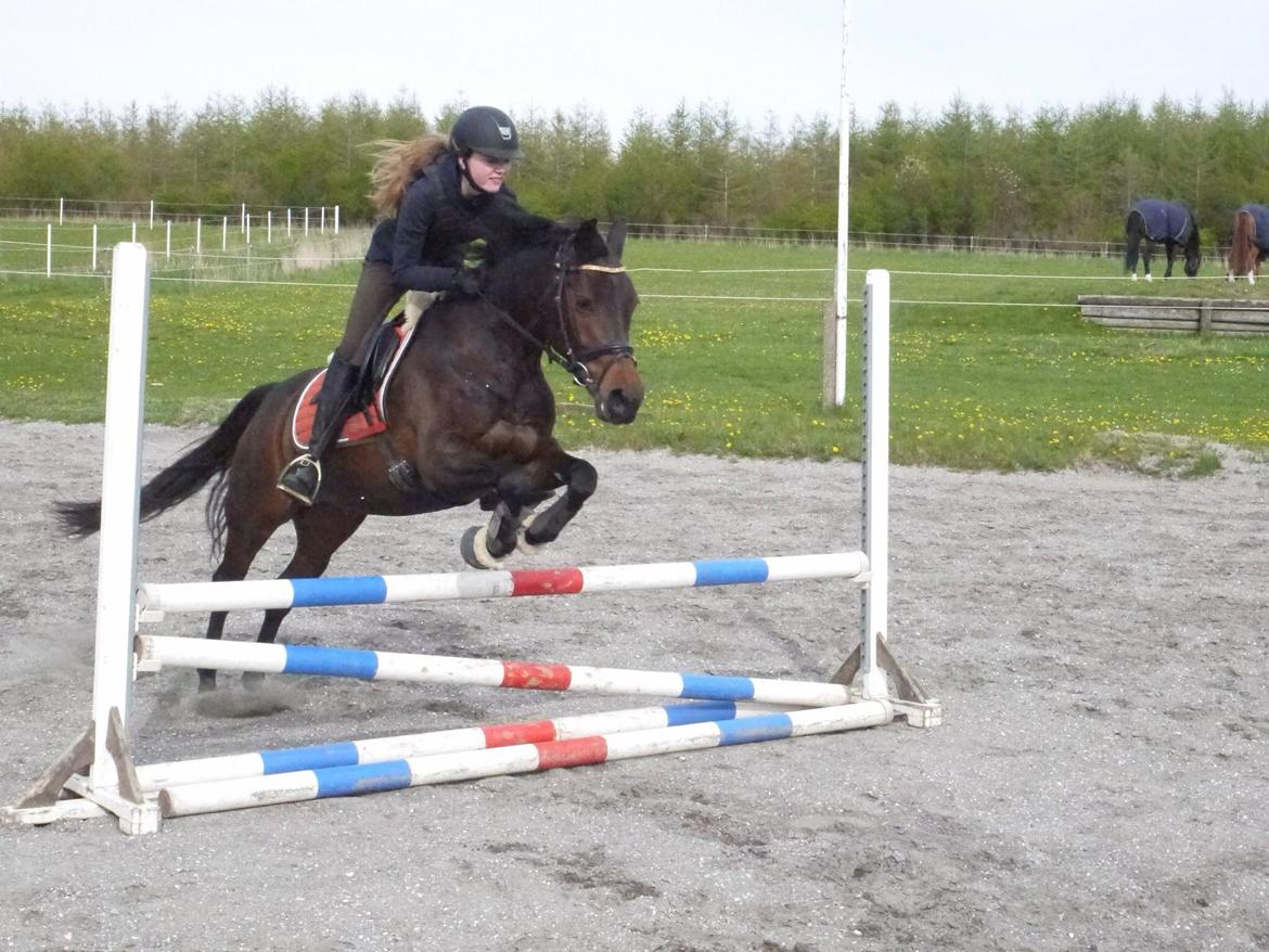 DSP Kjær's Calderina - Selvfølgelig kan dressurstjernen også være springstjerne! Forår 2015 billede 11