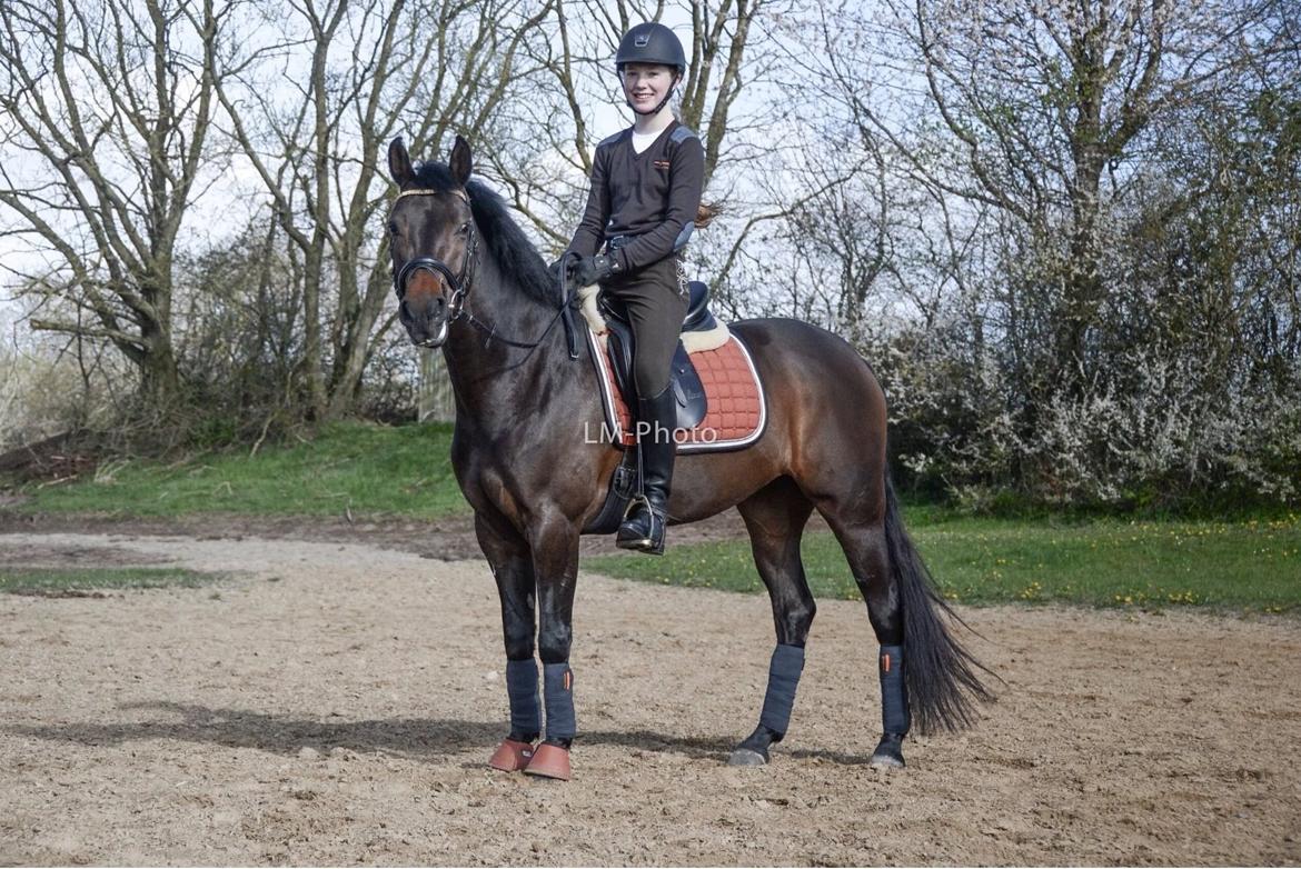 DSP Kjær's Calderina - Dejligste Bodil<3 billede 10