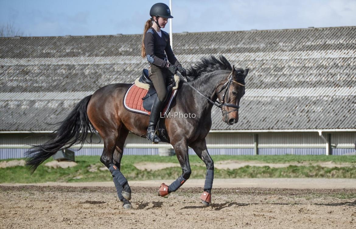 DSP Kjær's Calderina - Fotoshoot forår 2015 billede 9