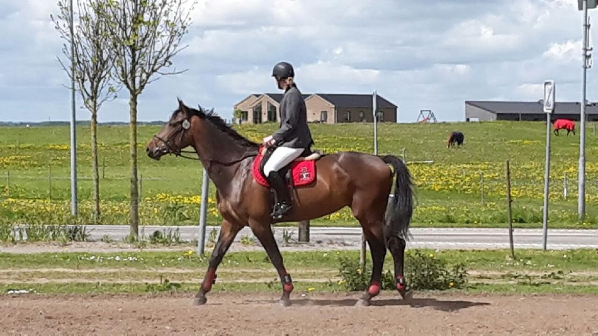 Pinto Randrupmølles Billie May billede 24