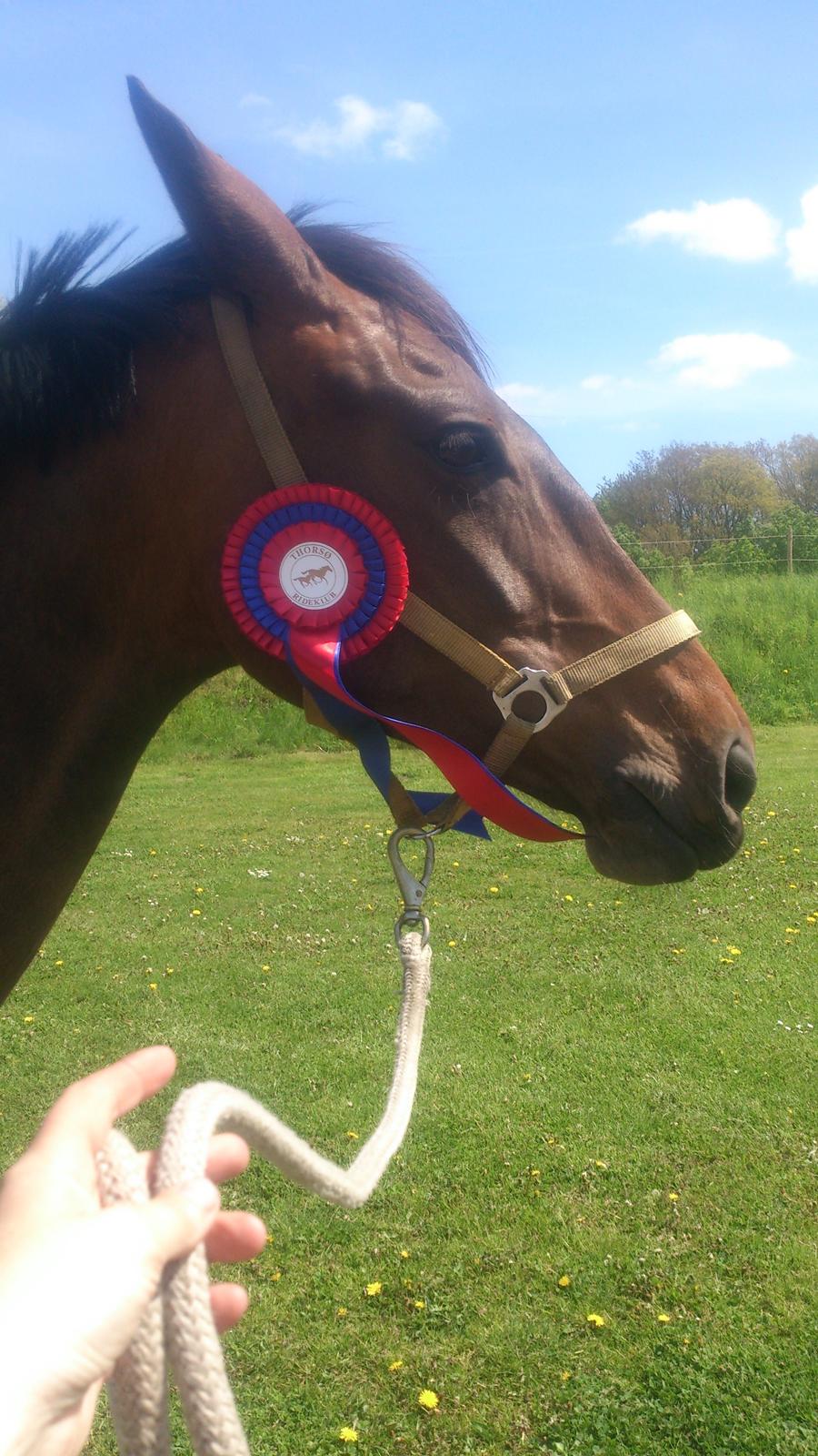 Pinto Randrupmølles Billie May billede 25