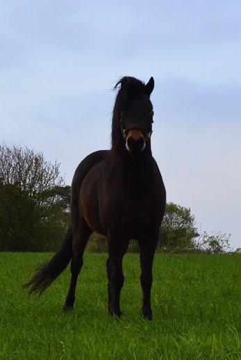 Dartmoor Anc-neu Loa billede 1