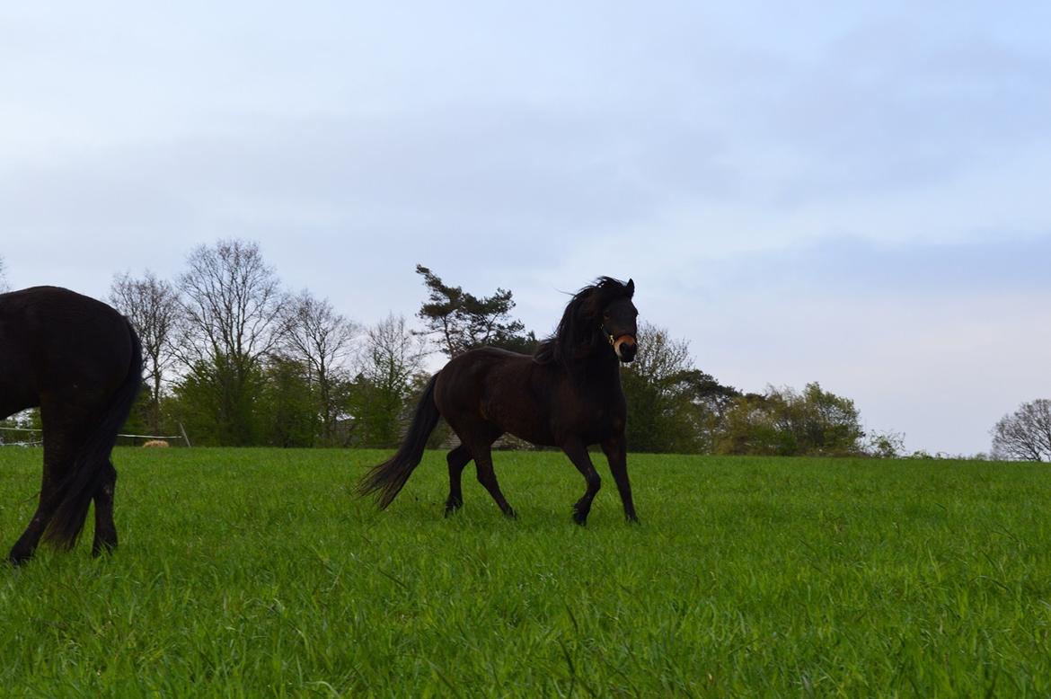 Dartmoor Anc-neu Loa billede 3