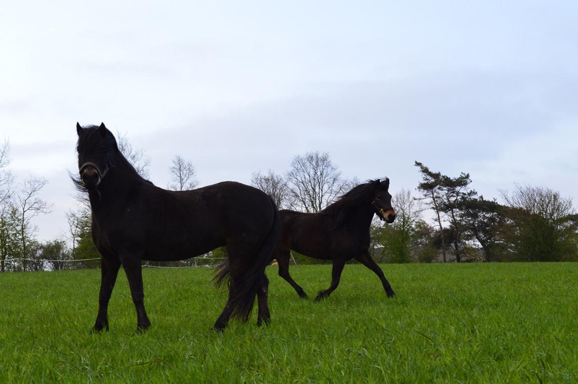 Dartmoor Anc-neu Loa billede 2