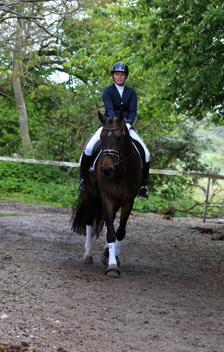 Dansk Varmblod Herslev Mark's Rosita billede 1