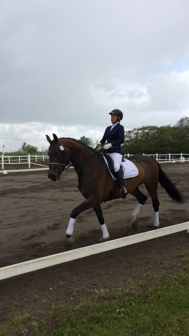 Dansk Varmblod Herslev Mark's Rosita billede 3