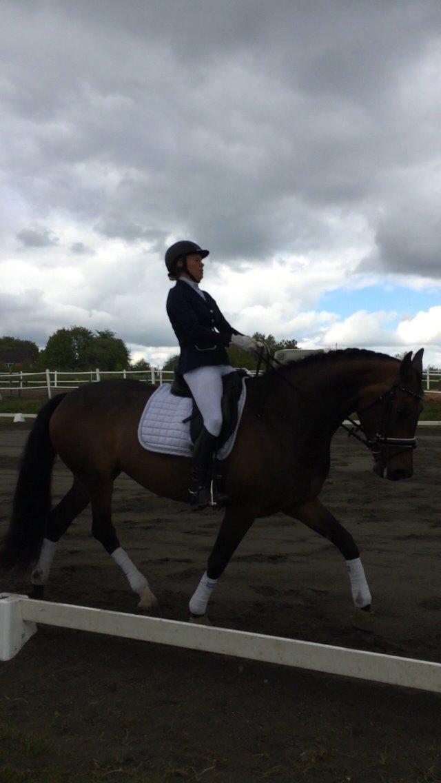 Dansk Varmblod Herslev Mark's Rosita billede 4