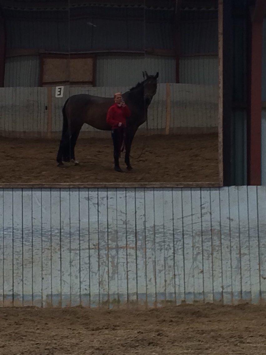 Dansk Varmblod Herslev Mark's Rosita billede 6