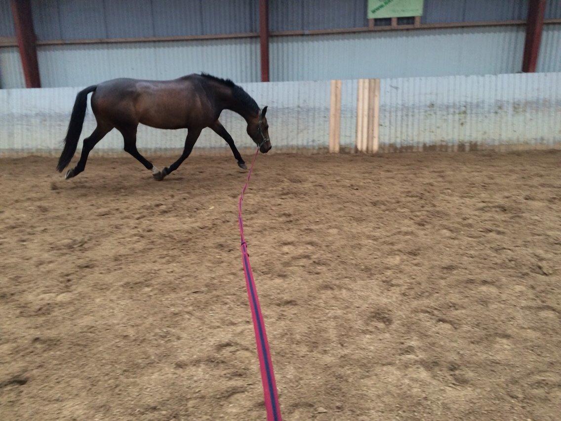 Dansk Varmblod Herslev Mark's Rosita billede 5