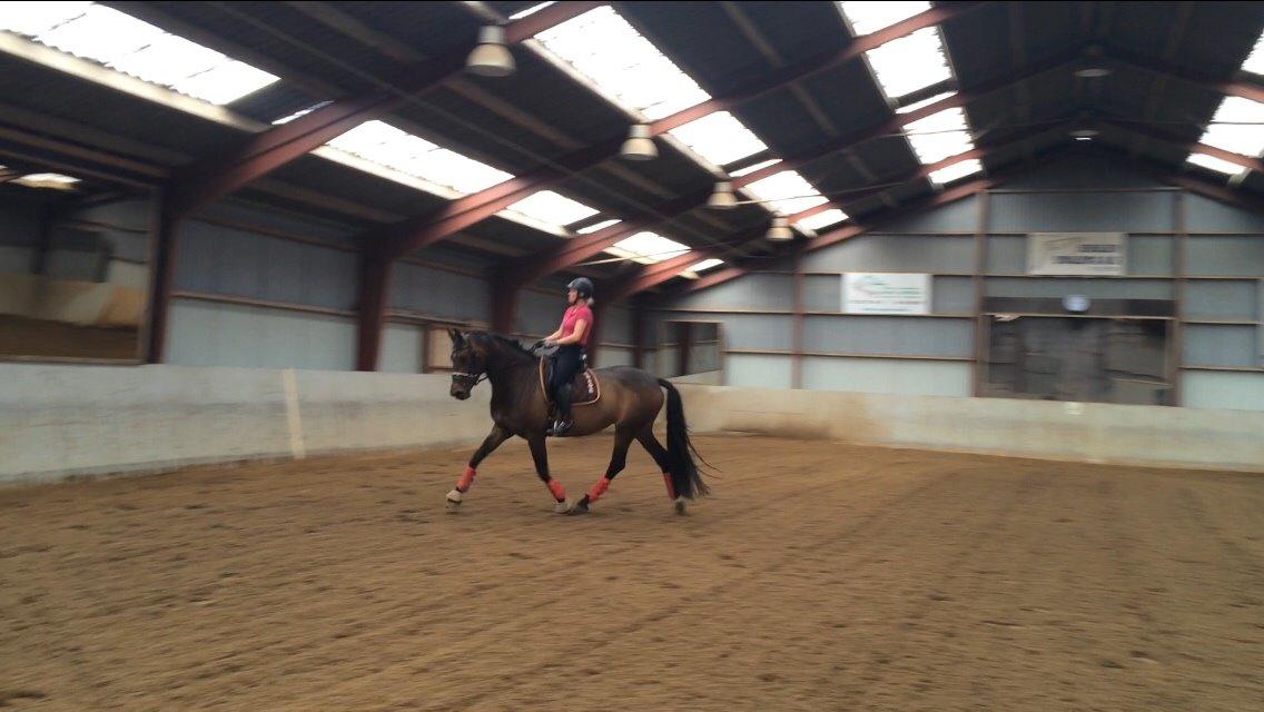 Dansk Varmblod Herslev Mark's Rosita billede 7