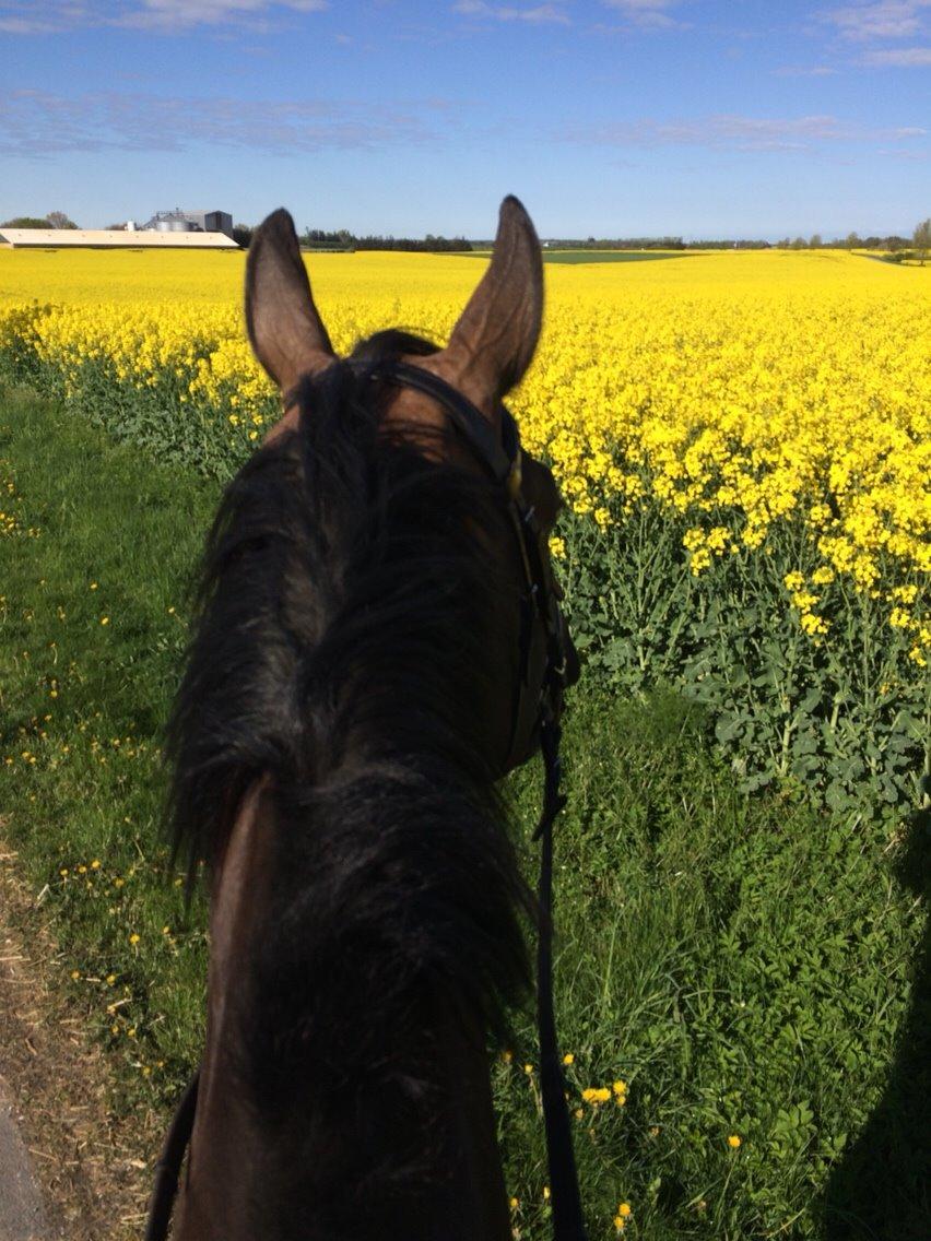 Dansk Varmblod Herslev Mark's Rosita billede 8