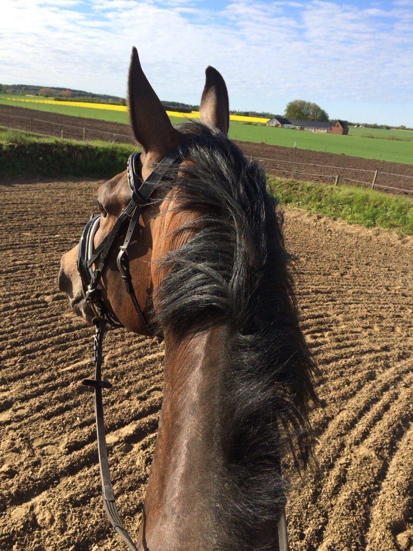 Dansk Varmblod Herslev Mark's Rosita billede 9