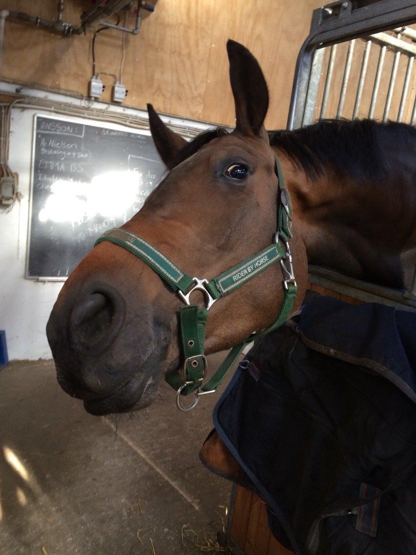 Dansk Varmblod Herslev Mark's Rosita billede 10