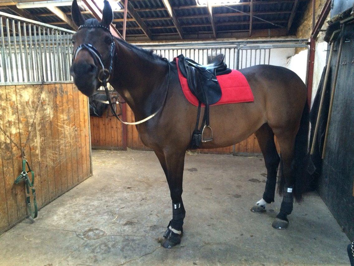 Dansk Varmblod Herslev Mark's Rosita billede 11