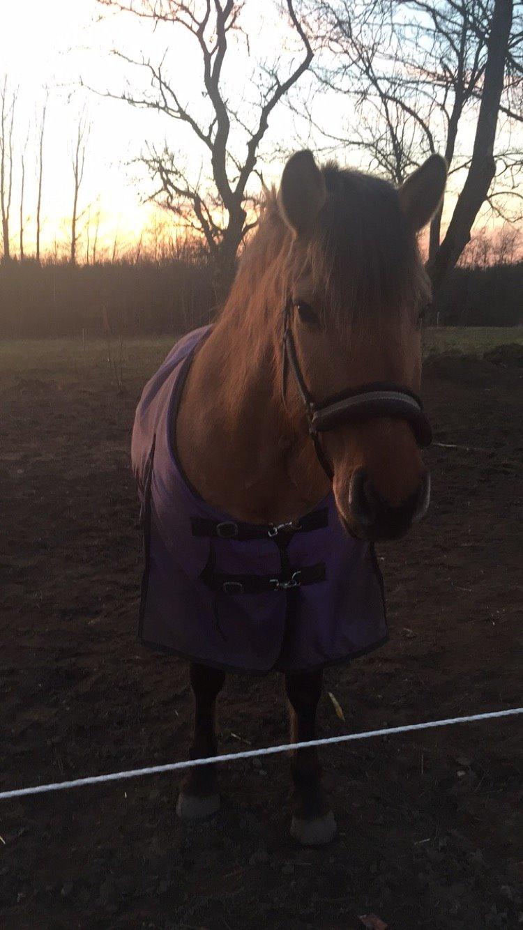 Anden særlig race Topsy SOLGT billede 16