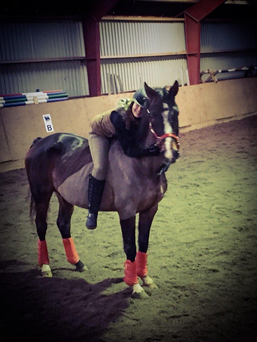 Dansk Varmblod njd/skovly's filuca billede 1