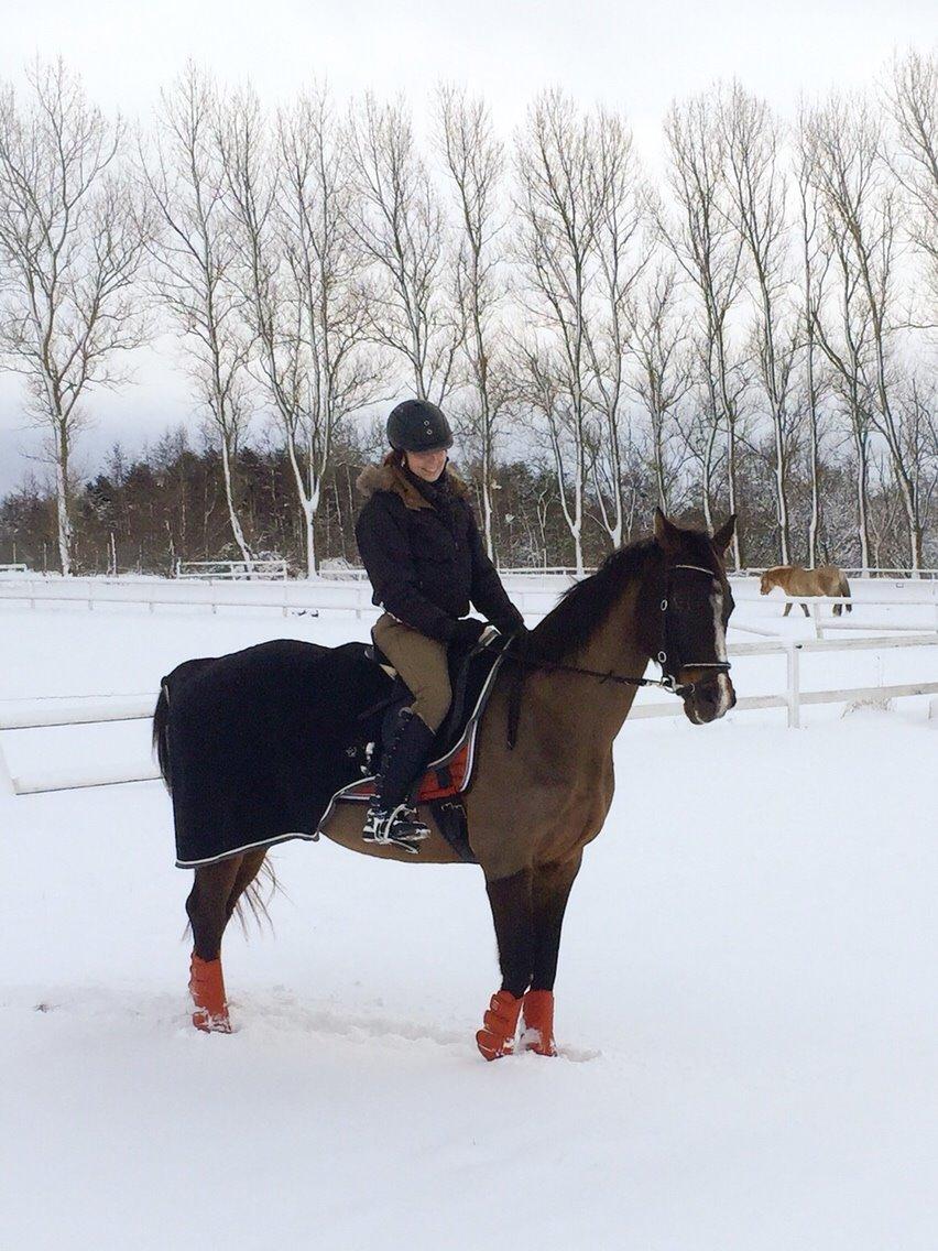 Dansk Varmblod njd/skovly's filuca billede 2