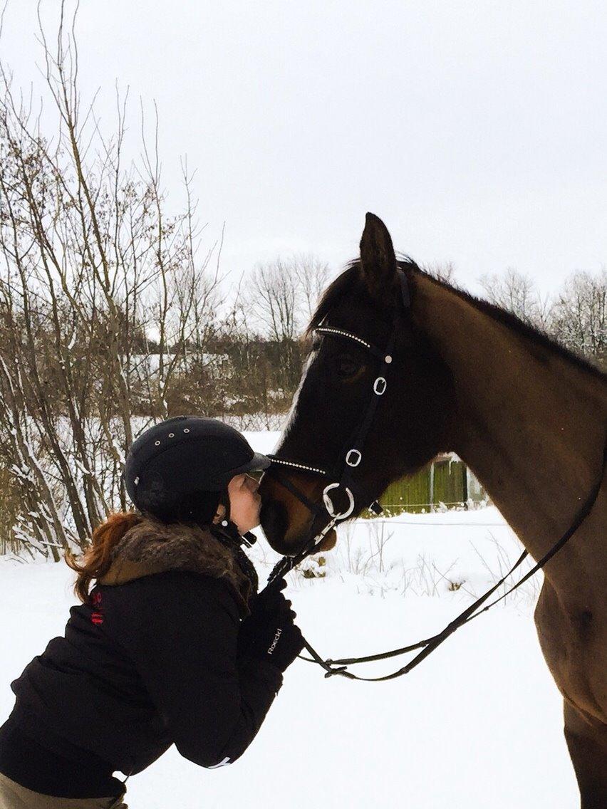 Dansk Varmblod njd/skovly's filuca billede 3