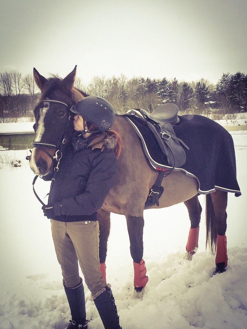 Dansk Varmblod njd/skovly's filuca billede 4