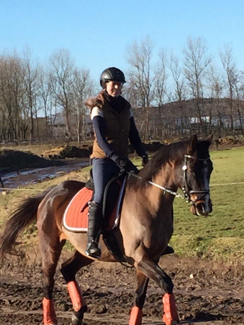 Dansk Varmblod njd/skovly's filuca billede 5