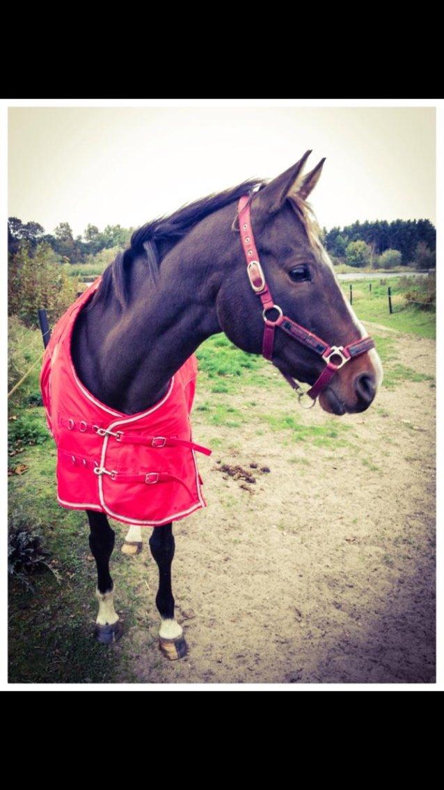 Dansk Varmblod njd/skovly's filuca billede 7