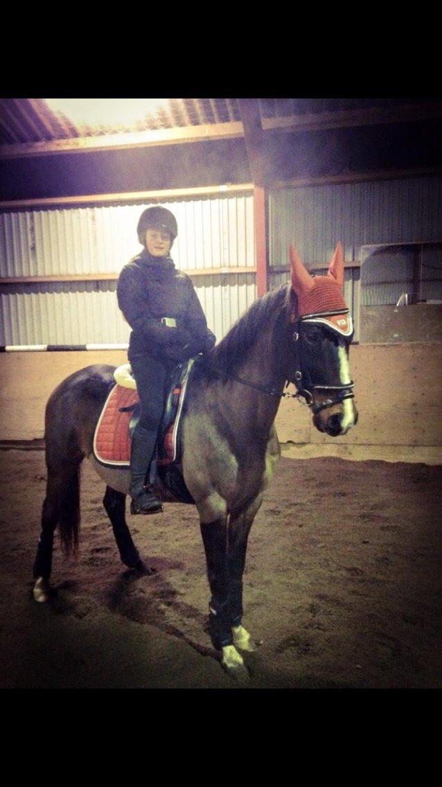 Dansk Varmblod njd/skovly's filuca billede 6