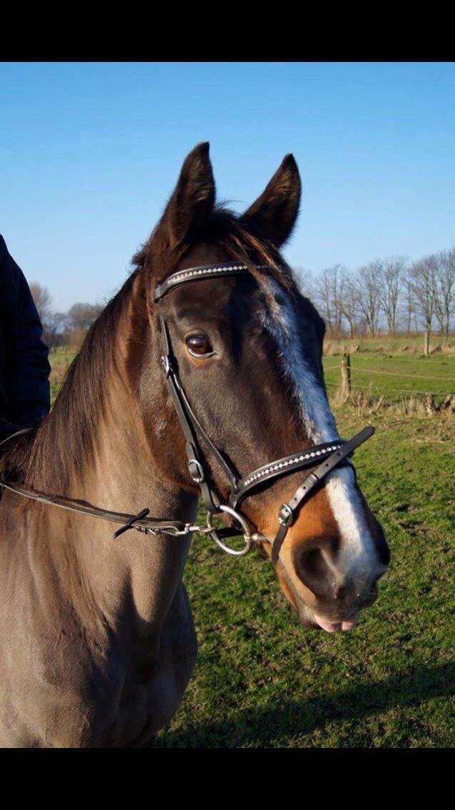 Dansk Varmblod njd/skovly's filuca billede 8