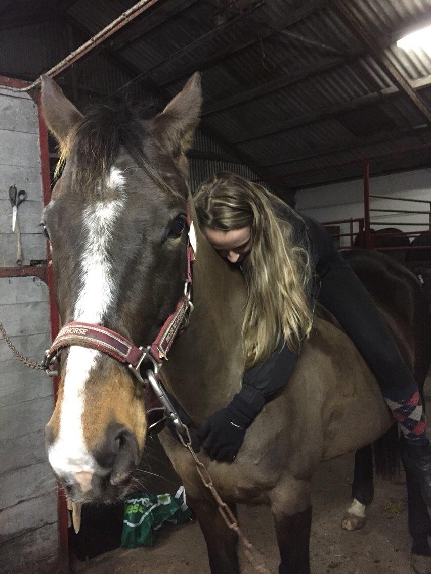 Dansk Varmblod njd/skovly's filuca billede 9