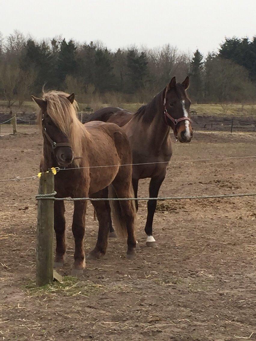 Dansk Varmblod njd/skovly's filuca billede 10