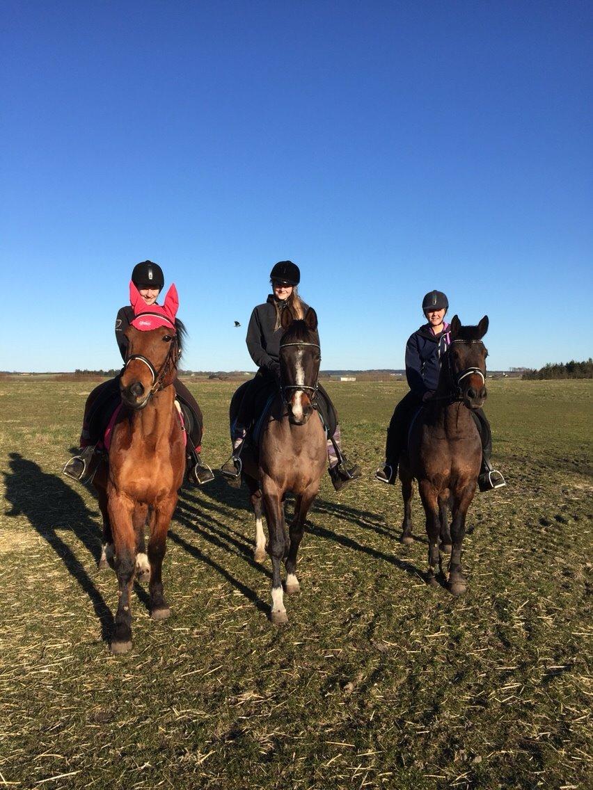 Dansk Varmblod njd/skovly's filuca billede 11