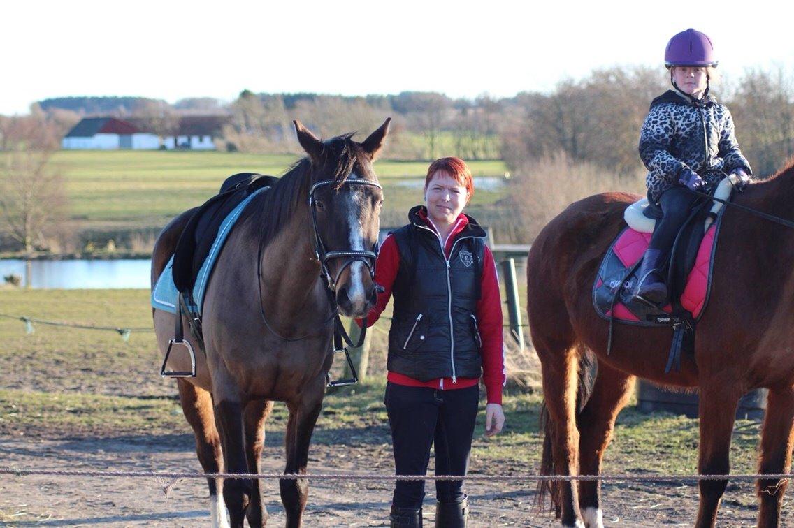 Dansk Varmblod njd/skovly's filuca billede 12