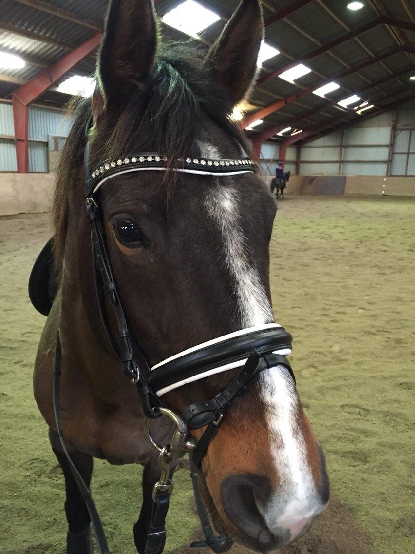 Dansk Varmblod njd/skovly's filuca billede 13