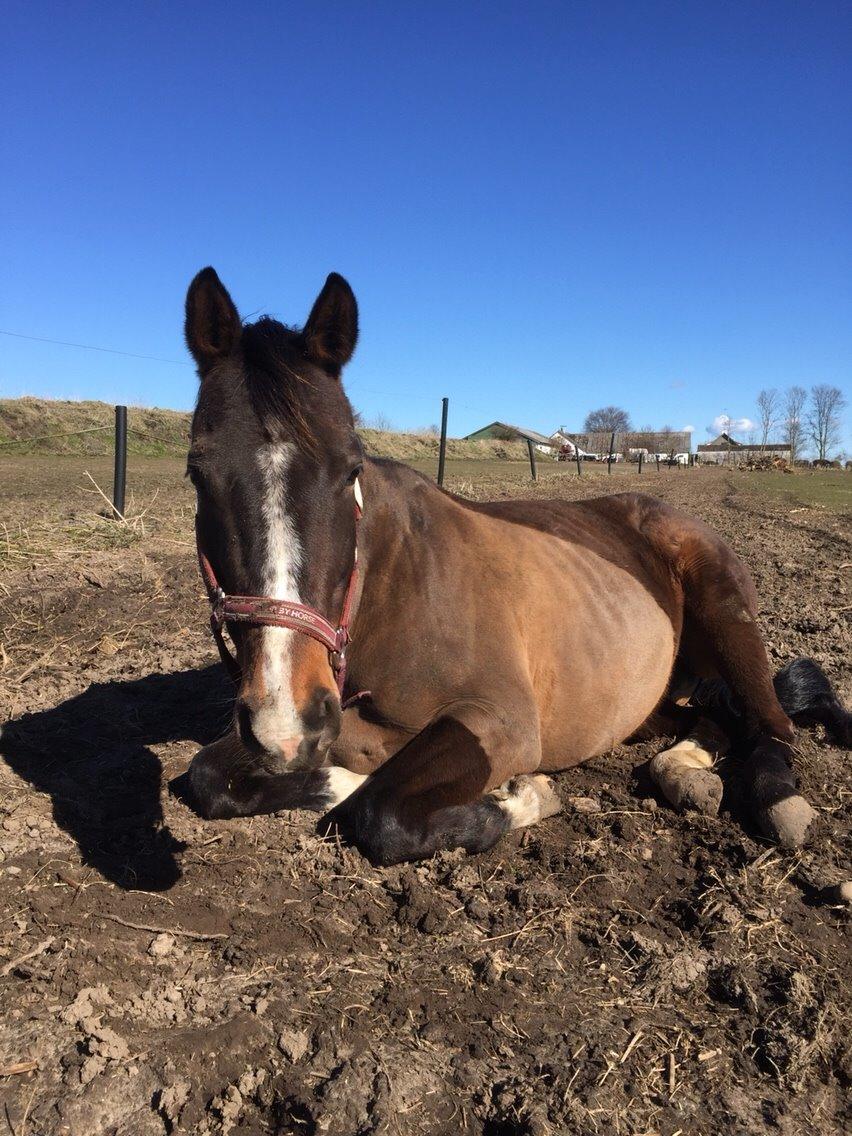 Dansk Varmblod njd/skovly's filuca billede 14