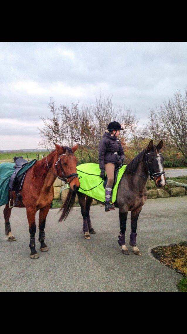 Dansk Varmblod njd/skovly's filuca billede 16