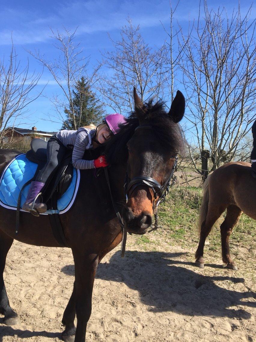 Traver Crazy Diamond billede 4