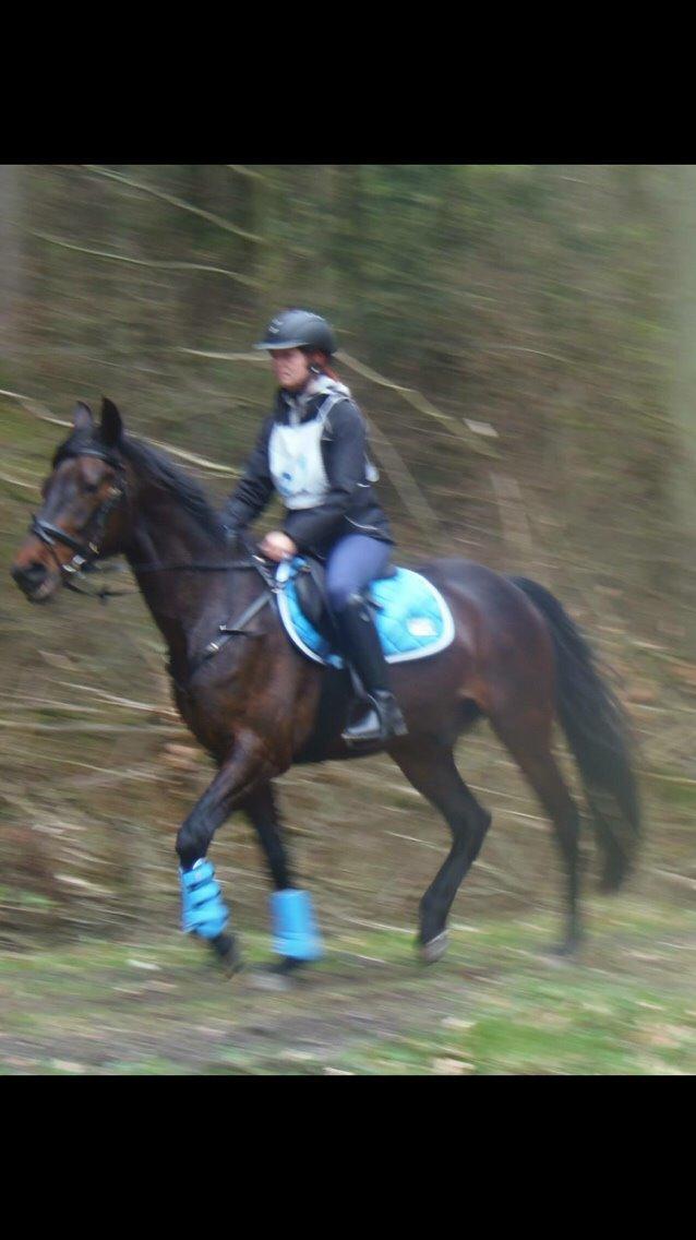 Traver Crazy Diamond billede 8