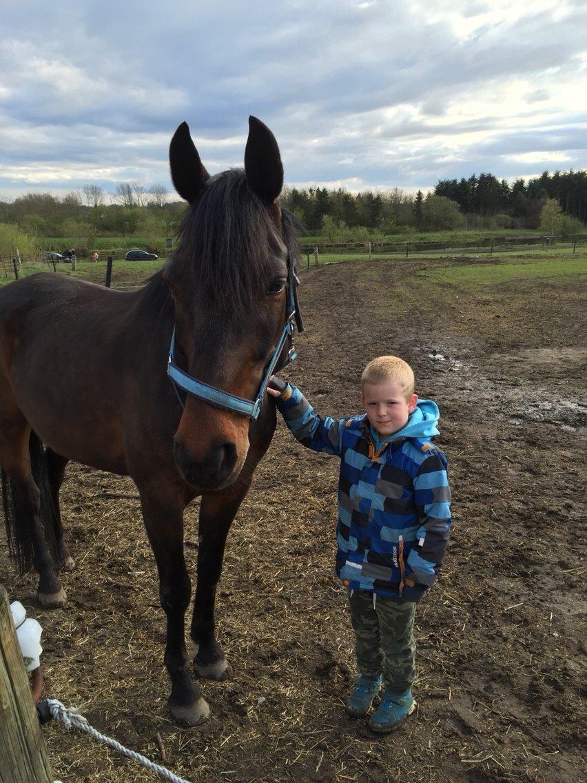 Traver Crazy Diamond billede 11