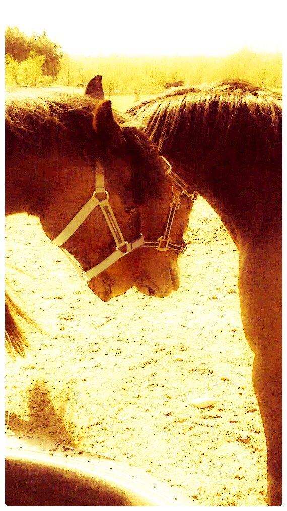 Traver Crazy Diamond billede 12