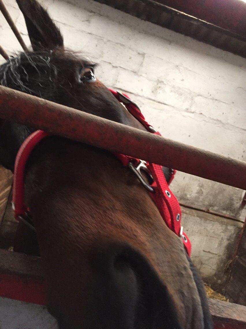 Traver Crazy Diamond billede 13