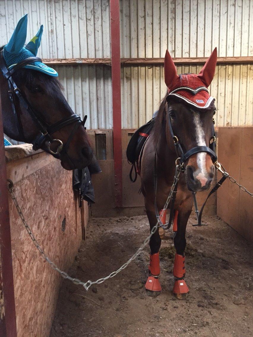 Traver Crazy Diamond billede 14