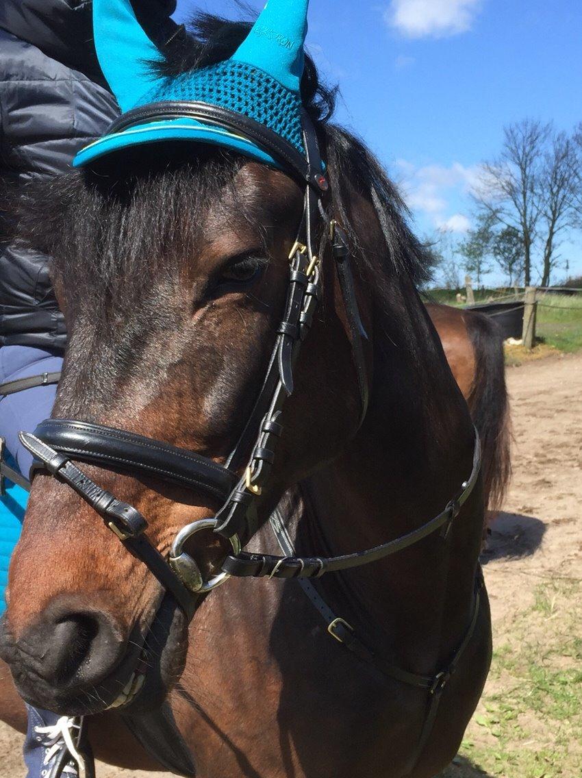 Traver Crazy Diamond billede 15