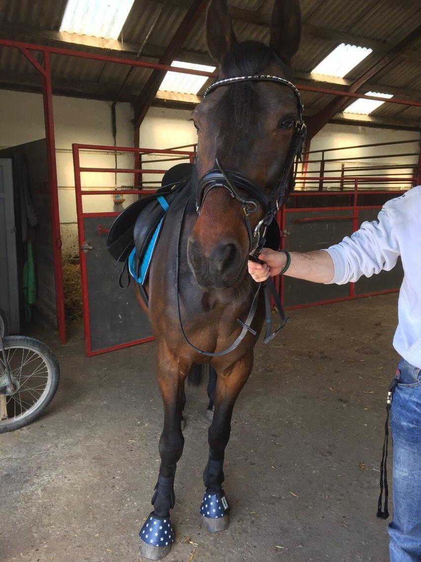 Traver Crazy Diamond billede 17