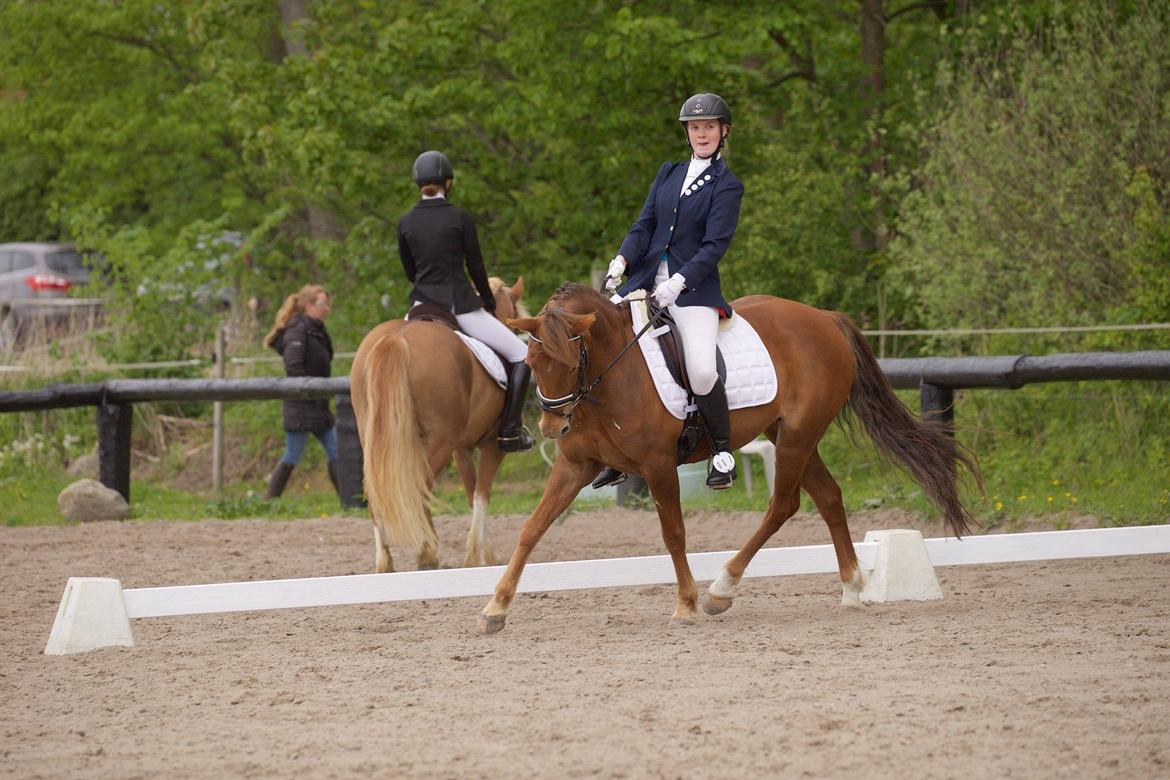 New Forest Flying Red Chili - cncp70 på SØG - dressur til 49 strafpoint billede 6