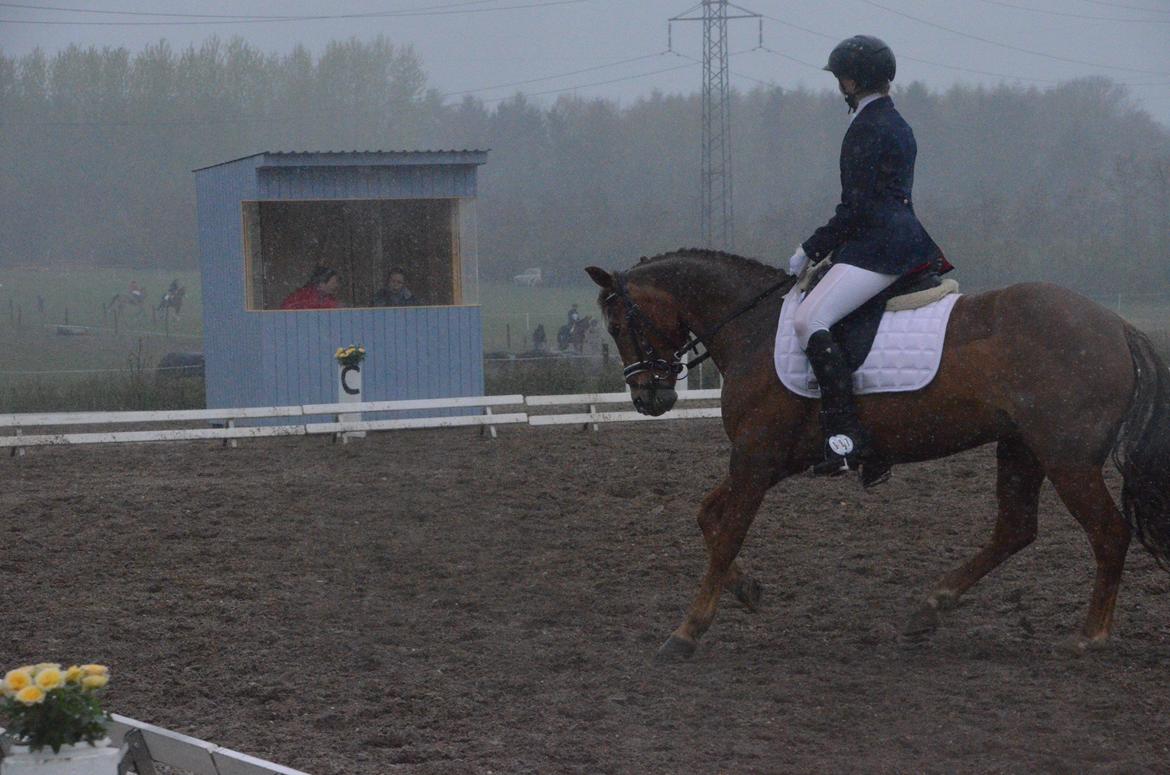 New Forest Flying Red Chili - cncp70 i Haslev - dressur til 48 strafpoint billede 10