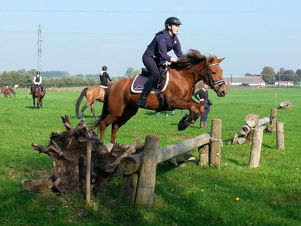 New Forest Flying Red Chili - Terræntræning i Haslev billede 12