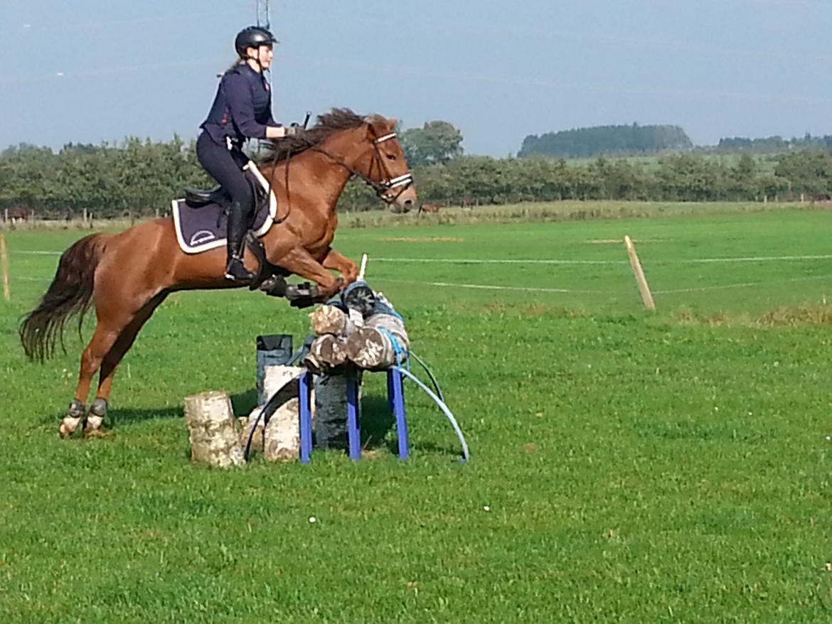 New Forest Flying Red Chili - Terræntræning i Haslev billede 17