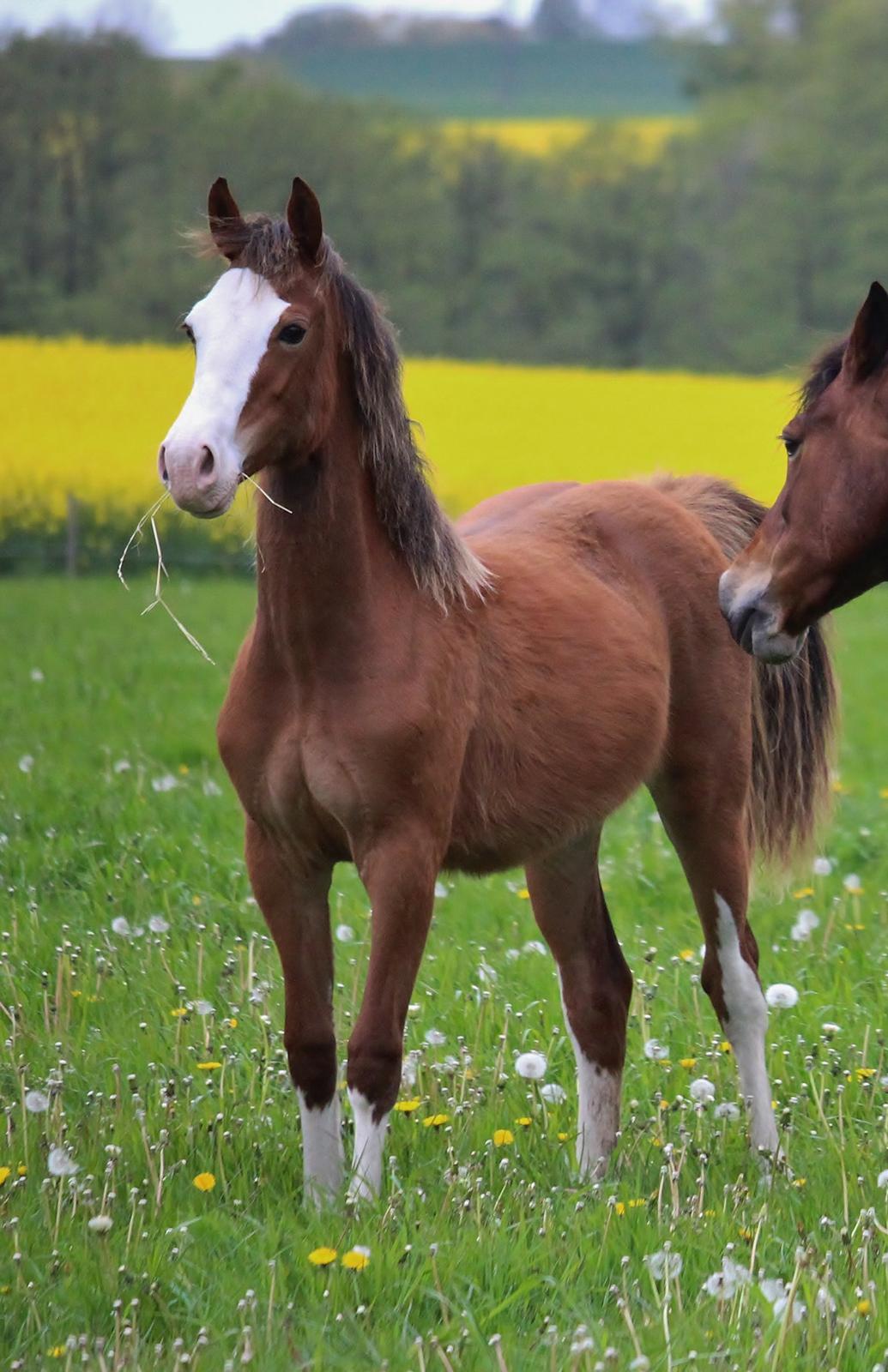 Welsh Cob (sec D) Melanders Flora - flora 1 år =) billede 44